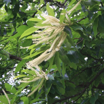 Le Châtaignier, fleur et feuilles
