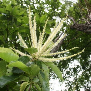 image de châtaignier