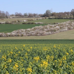 image fleur de printemps
