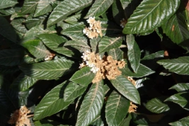 Néflier japonais - feuilles et bouquets de fleurs