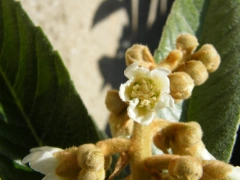 Néflier japonais - fleurs de Néflier japonais