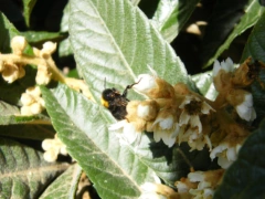 bourdon terrestre sur les fleurs du Néflier