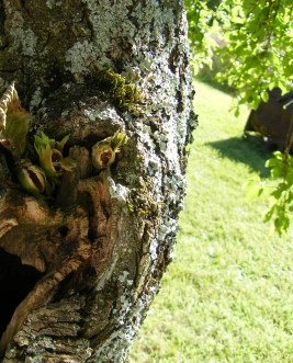 noisettes mangées sur un prunier par un pic