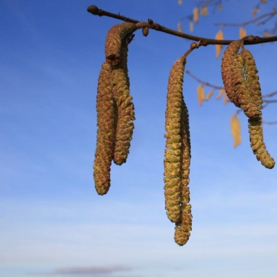 chatons, fleurs mâles