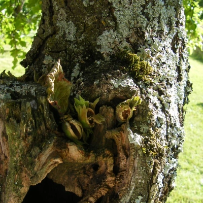 noisettes mangées sur un prunier par un pic